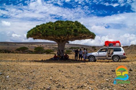 See The 12 Unique Targeted Sites in Socotra Island - 2SOCOTRA