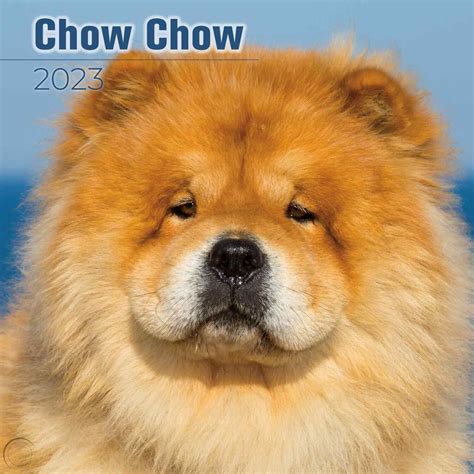 Chow Chow Wall Calendar 2023 Animal Dog Pet Lover T 4571784212