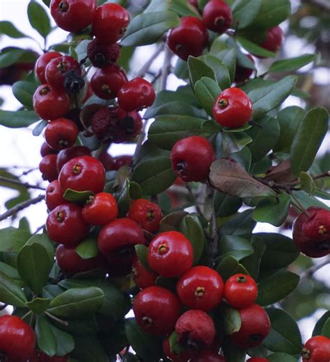 Ilex Krugiana Krugs Holly Tree For Sale In Florida Treeworld Wholesale