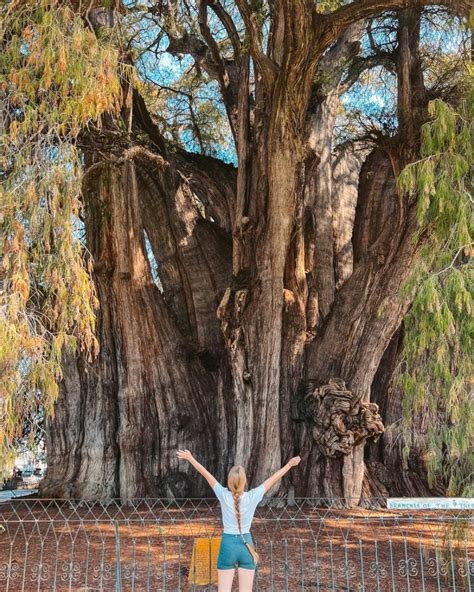 Visiting El Tule Tree In Oaxaca Widest Tree In The World