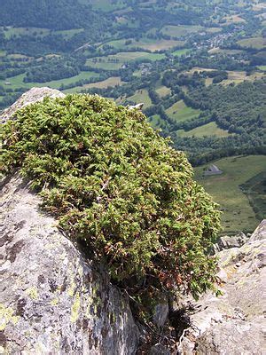 Alpen Wacholder