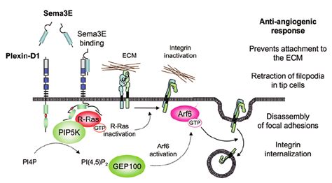 Anti Angiogenic Signaling By Sema3e Plexin D1 In Endothelial Cells The