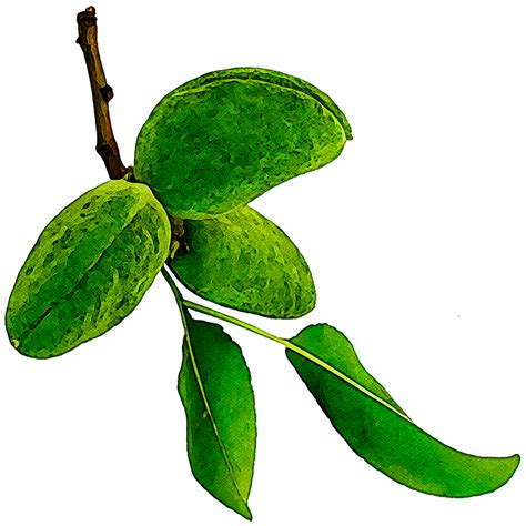 Mandarin Tree Nepal Evergreen
