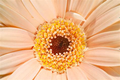 Orange gerbera daisy, Gerbera, Daisy, Flower HD wallpaper | Wallpaper Flare