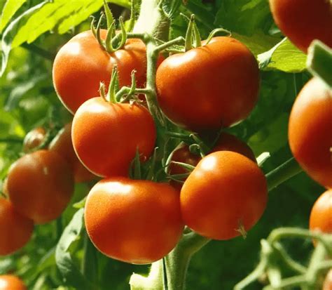 Super Early Varieties Of Tomatoes For Open Ground Healthy Food Near Me