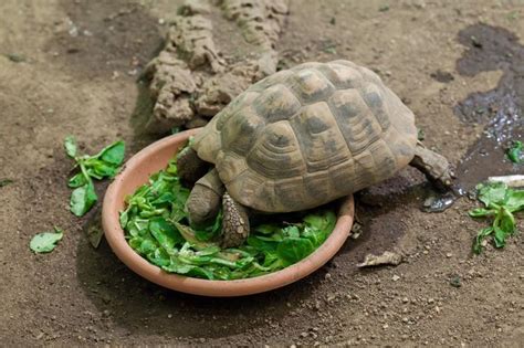 Cosa Mangiano Le Tartarughe Di Terra La Guida Alimentare Completa