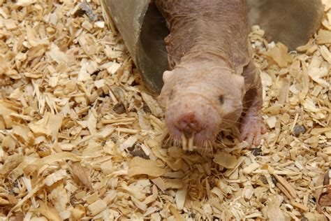 Naked Mole Rats Have A Complicated Relationship With Cancer Ars Technica