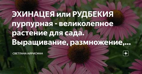 ЭХИНАЦЕЯ или РУДБЕКИЯ пурпурная - великолепное растение для сада ...