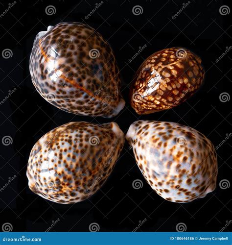 Tiger Cowrie Seashells Cypraea Tigris Linne Stock Photo Image Of