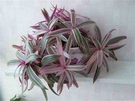 Рео Виды Фото И Названия – Telegraph