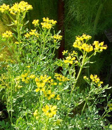 Rue des jardins (Ruta graveolens) | Creapharma