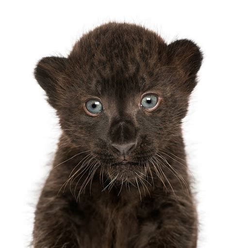 Black Panther Cubs Stock Photos, Pictures & Royalty-Free Images - iStock