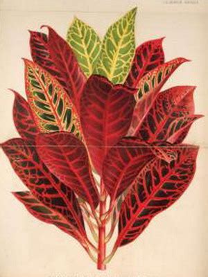 Комнатный цветок кодиеум (кротон): сорта, фото, уход в домашних условиях