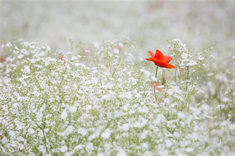 Free Photo Poppy Gypsophila Elegans Free Image On Pixabay 1128683