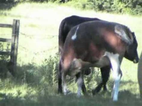 Gay Blowjob Brightupf