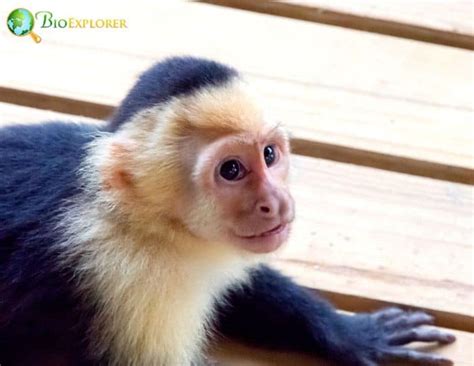 Panamanian White Faced Capuchin Characteristics Cebus Imitator Diet