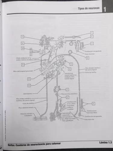 Netter Cuaderno De Neurociencia Para Colorear Nuevo En Venta En