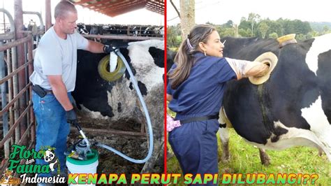 Kenapa Perut Sapi Di Negara Ini Dilubangi Ini Penjelasanya Youtube