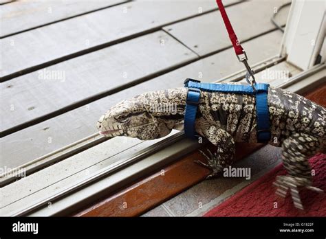 Argentine Tegu Full Grown Colombian Tegus Are Carnivorous Meaning
