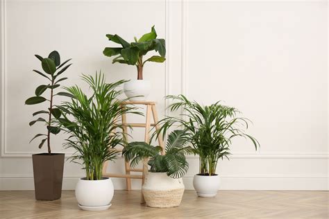 How to Grow and Care For Bamboo Palms