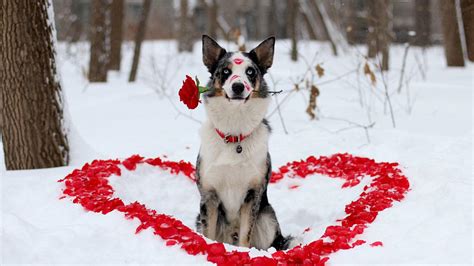 Valentines Day Animals Wallpapers - Wallpaper Cave