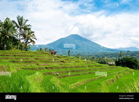 Jatiluwih Rice Terraces Bali Indonesia Natures Patchwork Quilt