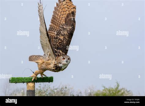 European Eagle Owl Stock Photo - Alamy