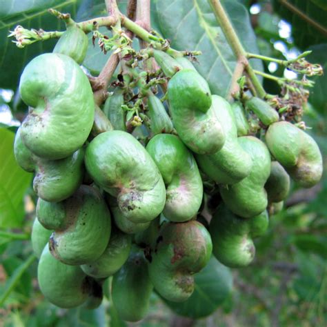 Do Cashews Grow On Trees