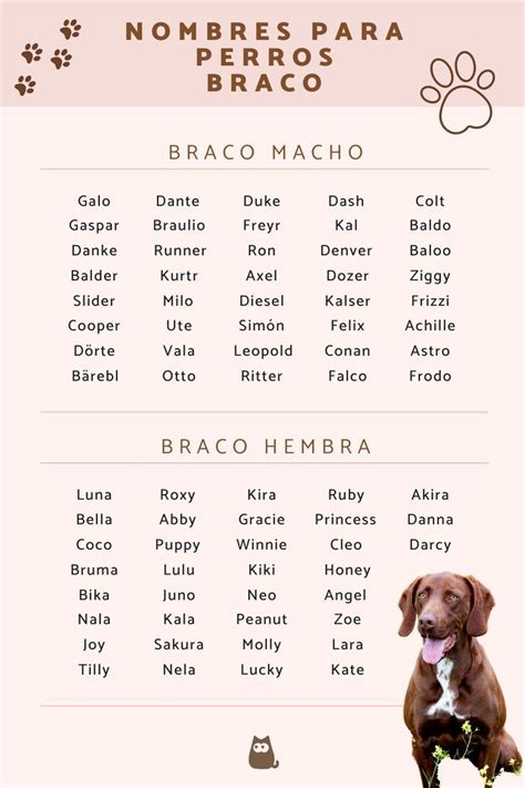 Nombres Para Perros Braco ¡más De 50 Ideas Puppies Dog Lovers