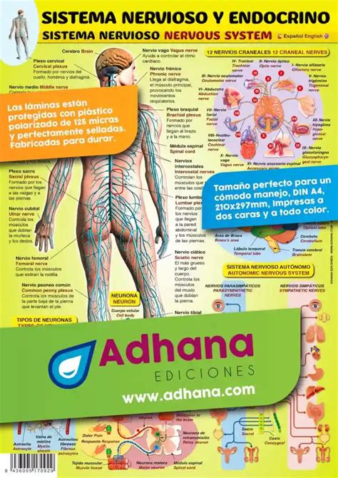 LÁMINA DE INGLÉS ESPAÑOL SISTEMA NERVIOSO Y ENDOCRINO Adhana