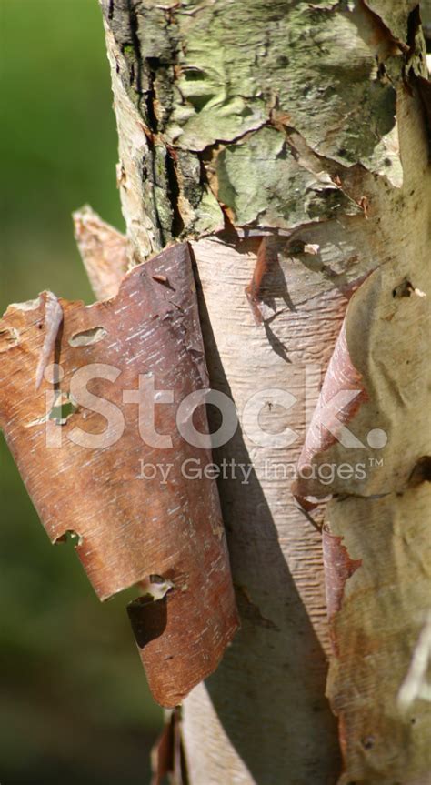 Tree Bark Peeling Stock Photo | Royalty-Free | FreeImages