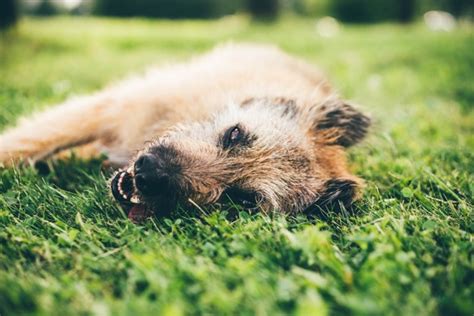 Conseils Pour Prot Ger Son Chien De La Chaleur