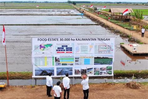 Bangun Food Estate Di Merauke Untuk Wujudkan Swasembada Pangan Jawa Pos