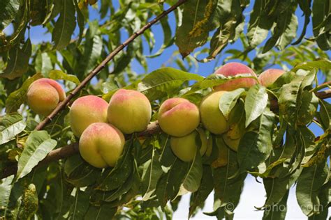 Peach Tree Golden Queen Plants For Spaces