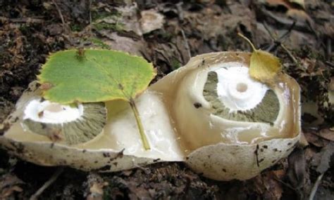 Гриб веселка обыкновенная лечебные свойства и противопоказания ...