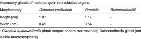 Morphometry Reproductive Organs Of Male Pangolin Accessory Glands