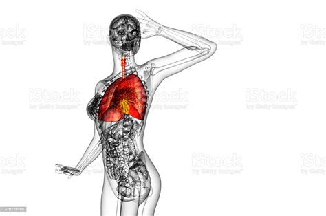 3d Render Medical Illustration Of The Human Respiratory System Stock