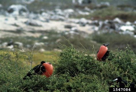 Magnificent Frigatebird - Fregata magnificens - NatureWorks