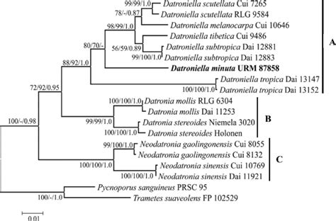 Phylogenetic Reconstruction Of Datronia Datroniella And Neodatronia