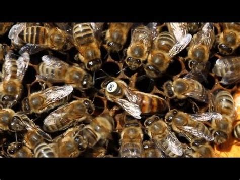 Bees Get Some Sexual Healing The Science Of Bee Sex YouTube
