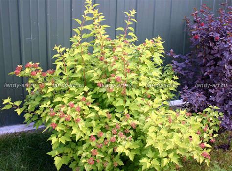 Пузыреплодник калинолистный 'Лютеус' - Лиственные деревья и кустарники ...