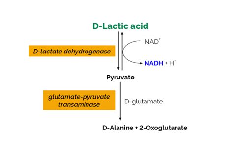 D Laktik Asit D Laktat Hızlı Test Kiti ABP Tahıl Un Gıda Yem