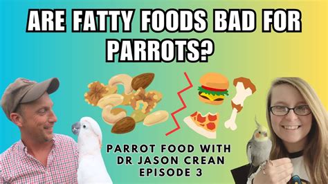 ARE FATTY FOODS BAD FOR PARROTS SEEDS NUTS HUMAN FOOD Parrot Food