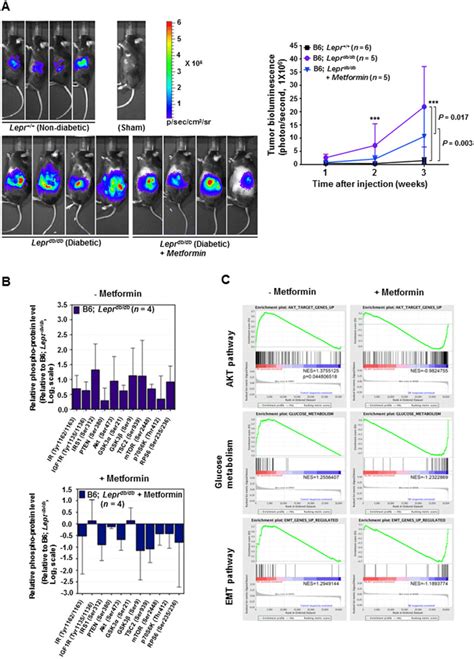 Metformin And Rosiglitazone Suppress The Tumor Growth Of Download