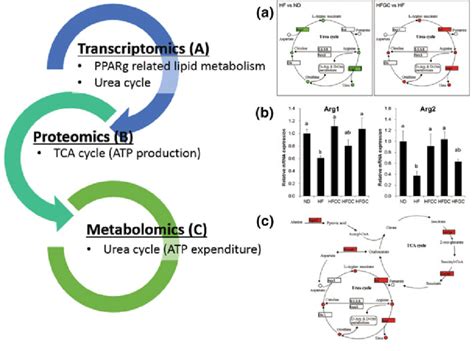 Integrated Analysis Of Transcriptomics Metabolomics And Proteomics Of