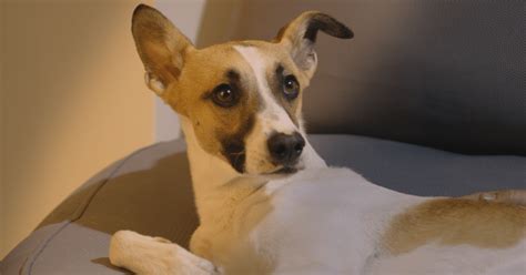 Gump Trailer Follows A Stray Dogs Journey To Happiness