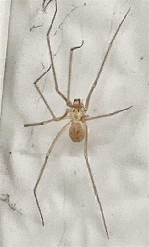 Shortbodied Cellar Spider Spermophora Senoculata Middle P Flickr