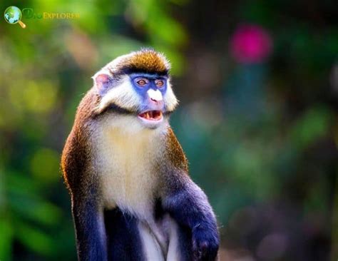 Lesser Spotted Nosed Monkey Characteristics Cercopithecus Petaurista
