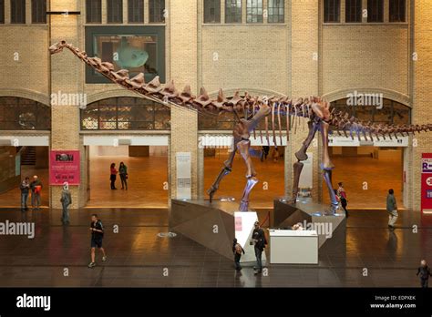 Giant Dinosaur Skeleton Of A Futalognkosaurus In The Entrance Of The Royal Ontario Museum Stock