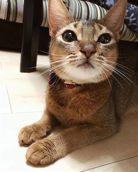 Фото абиссинской кошки (166 фотографий)